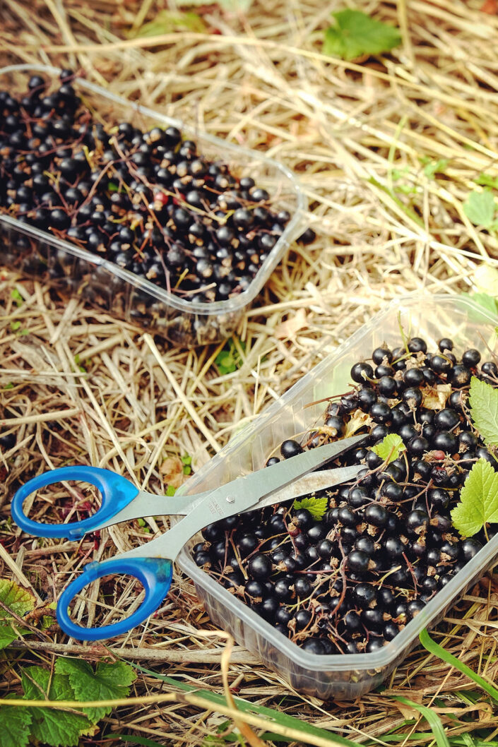 Collecting blackcurrants on smallholding in Wales.